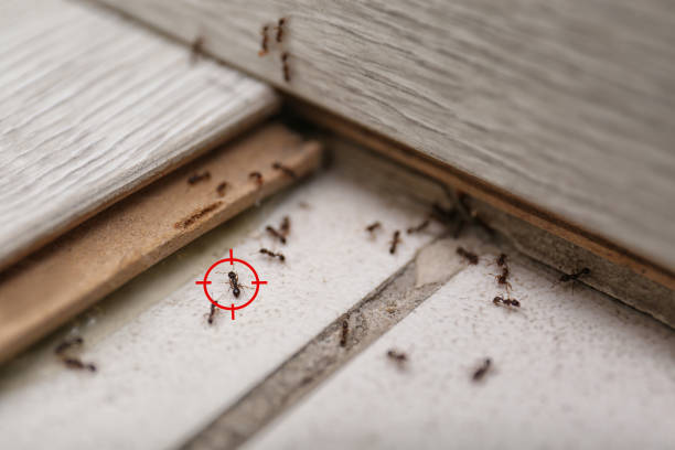 Best Wasp Removal Services  in New Market, VA