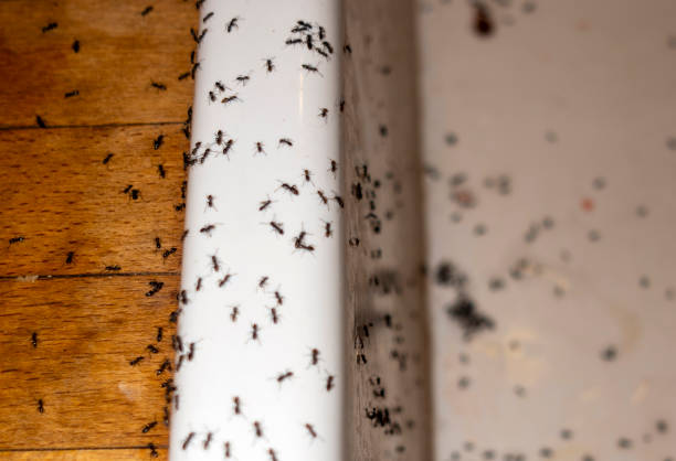 Best Affordable Pest Control Services  in New Market, VA