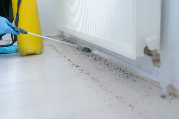 Best Local Pest Control Services  in New Market, VA